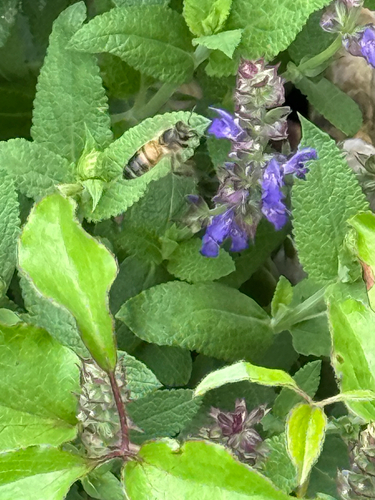 Western Honey Bee