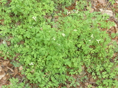 Ceratocapnos claviculata