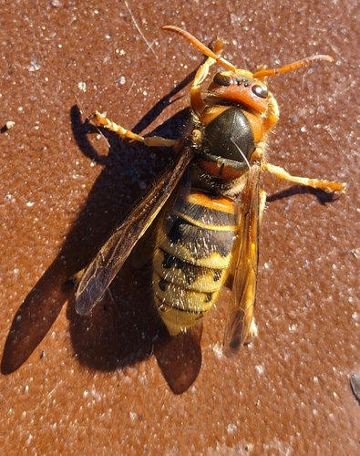 European Hornet