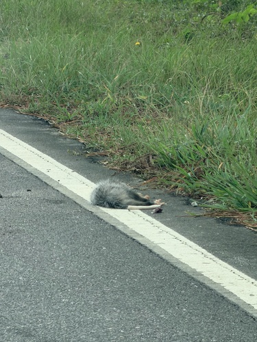 Virginia Opossum