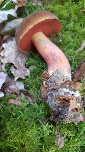 Dotted Stem Bolete