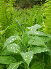 Saussurea chamarensis