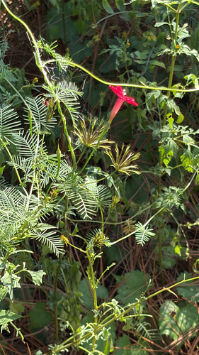 Cypress Vine