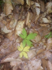 Anemonoides ranunculoides