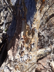 Sesamothamnus lugardii