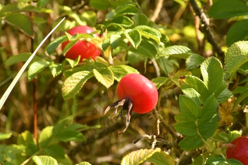 rugosa rose