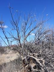 Sesamothamnus lugardii