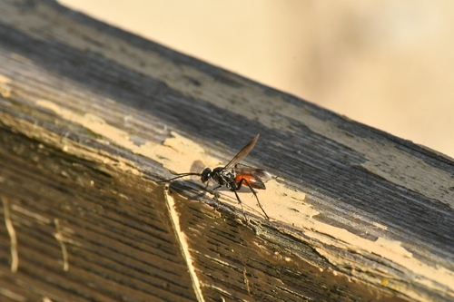 Caliadurgus fasciatellus