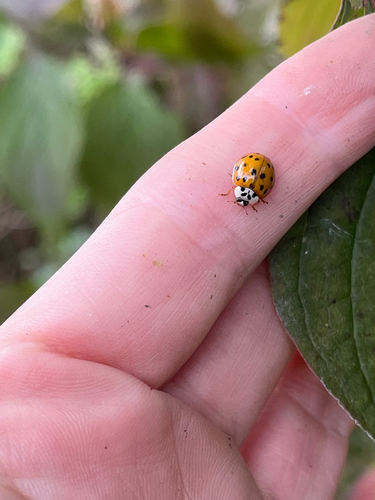 Asian Lady Beetle