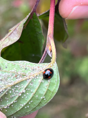 Pine Ladybird