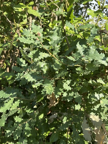 downy oak