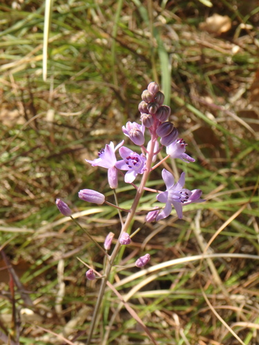 Autumn Squill