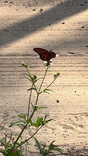 Gulf Fritillary