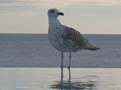 Yellow-legged Gull