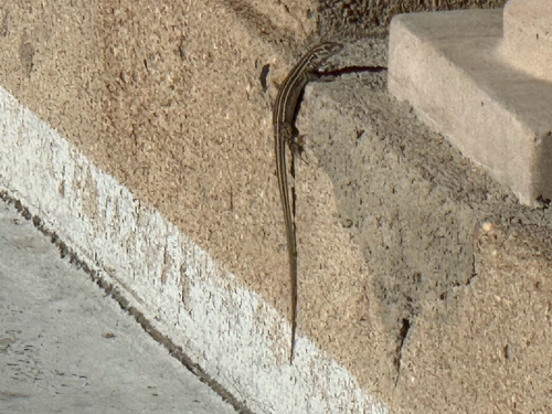 Colorado Checkered Whiptail