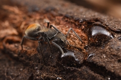 Polyrhachis vermiculosa