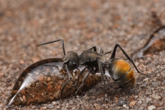 Polyrhachis vermiculosa