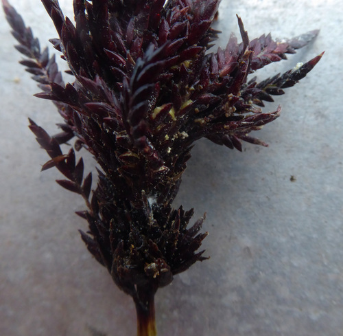 Bauerago gardneri image