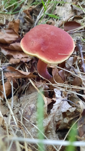 Ruby Bolete