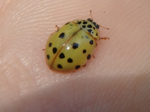 Cream-streaked Ladybird