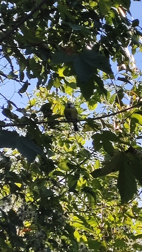 Eurasian Blue Tit