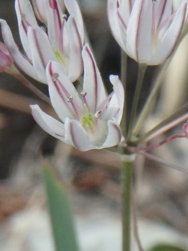 Allium moschatum