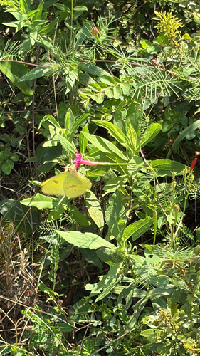 Cloudless Sulphur