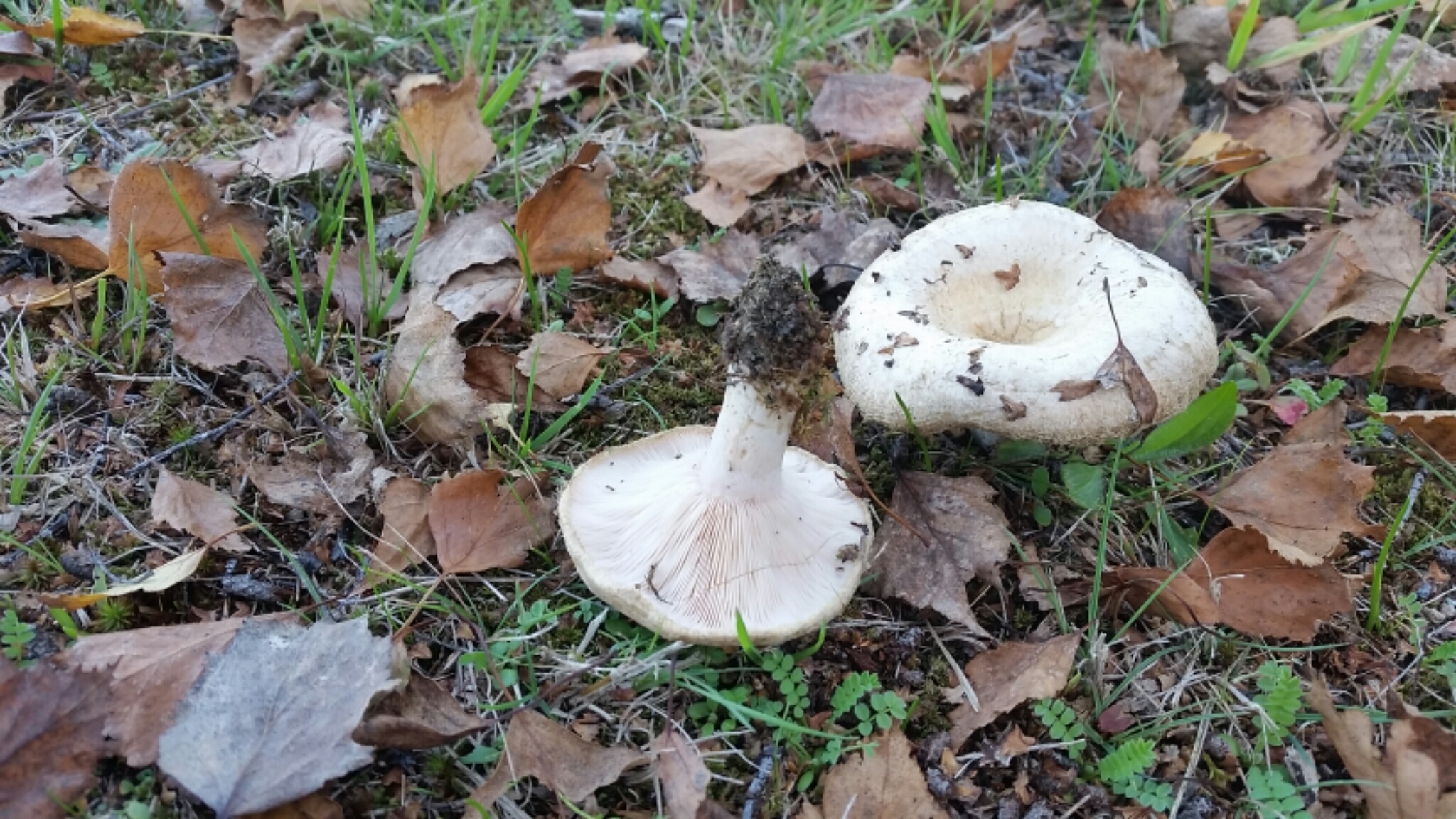 Lactarius pubescens image