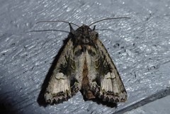 Ichneutica insignis
