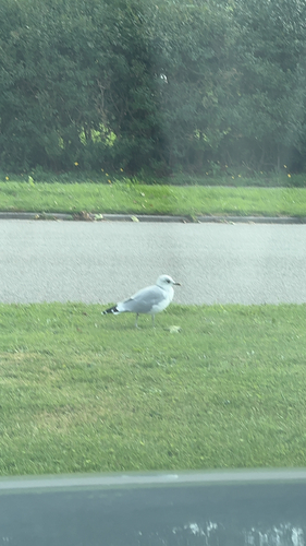 Common Gull