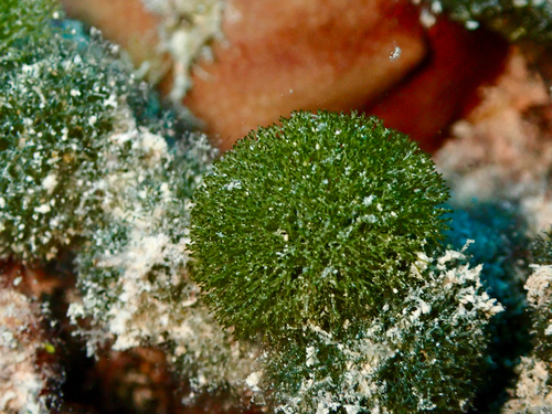 Green Spongeball Chain