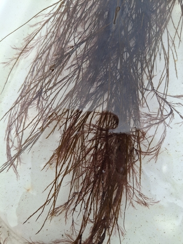 Desmarestia aculeata observed 2026-09-19
