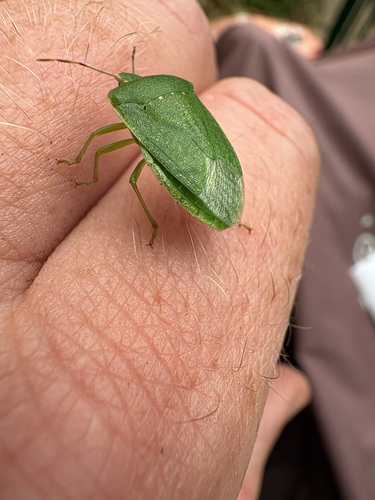 Southern Green Stink Bug