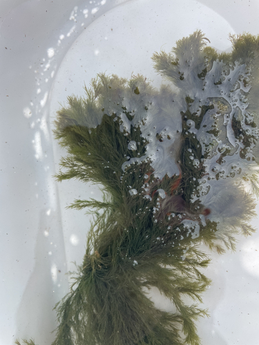 Cladophora rupestris observed 2026-09-19