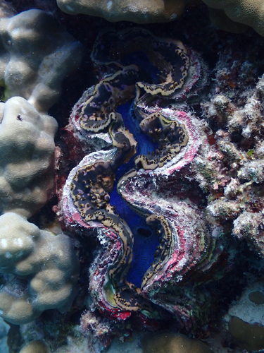 Small Giant Clam