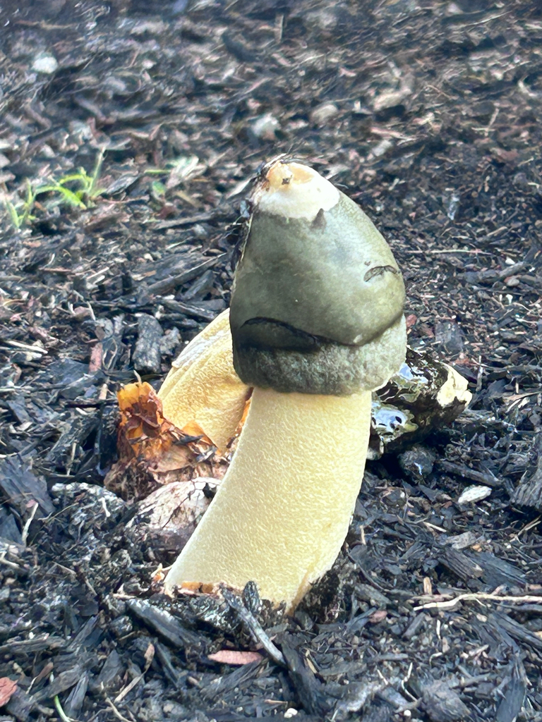Ravenel's stinkhorn · September 2026 · photo: Photo: (c) Melanie Cayon, some rights reserved (CC BY) · iNaturalist