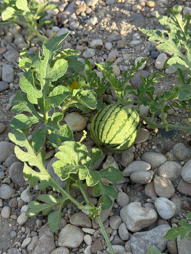 Watermelon