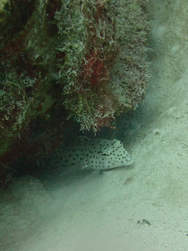 Spotted Sandperch