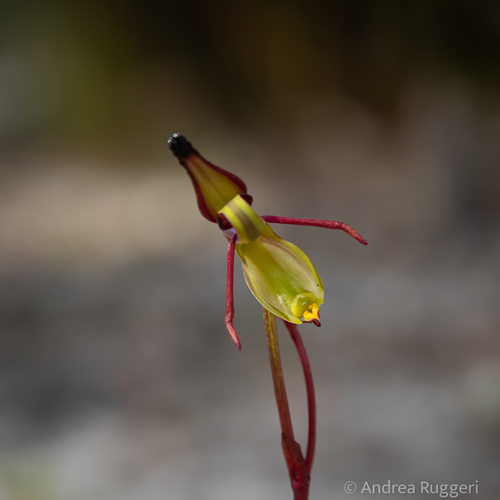Hort's Duck Orchid