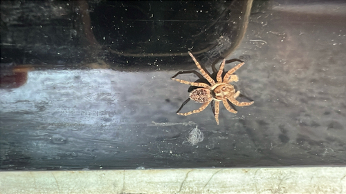 Half-edged Wall Jumping Spider