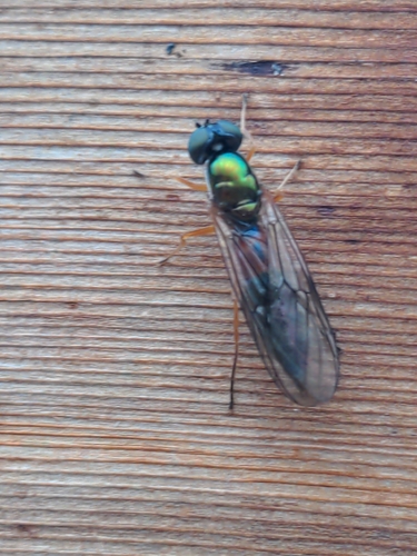 Twin-Spot Centurion Fly
