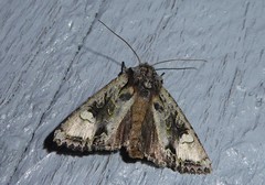 Ichneutica insignis