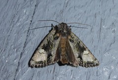 Ichneutica insignis
