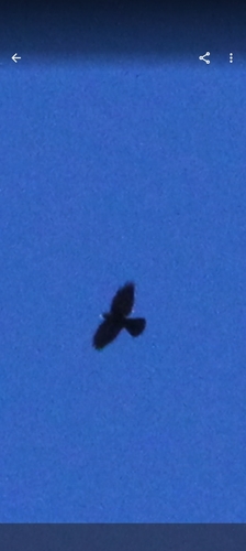 Yellow-billed Chough