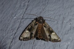 Ichneutica insignis