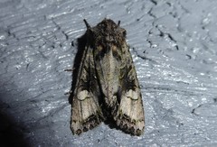 Ichneutica insignis