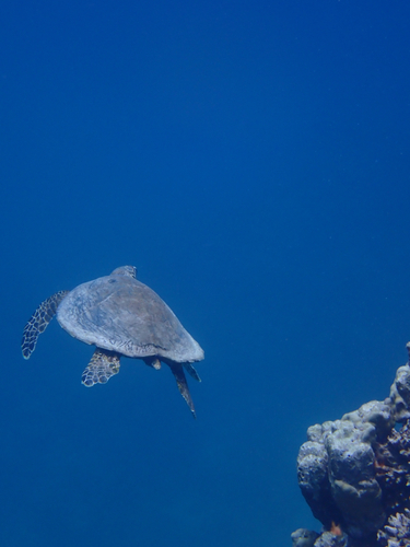 Hawksbill Sea Turtle