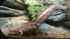 Ambystoma mexicanum