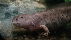 Ambystoma mexicanum