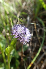 Globularia